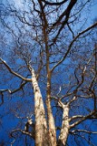 _MG_2782_platane